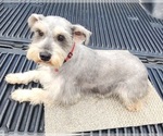 Small Photo #1 Schnauzer (Miniature) Puppy For Sale in BRYANT, AL, USA
