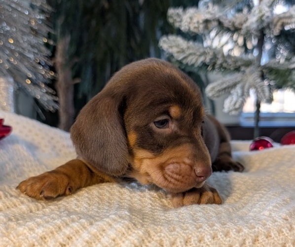 Medium Photo #5 Dachshund Puppy For Sale in GOSHEN, IN, USA