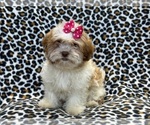 Small Photo #5 Zuchon Puppy For Sale in LAKELAND, FL, USA