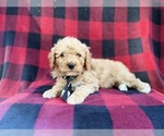 Small #1 Cavapoo (Miniature)