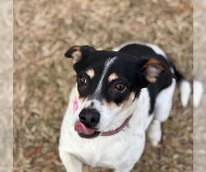 Rat Terrier Dogs for adoption in Tulsa, OK, USA