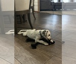 Small #1 Dalmatian