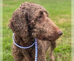 Small #4 Labradoodle