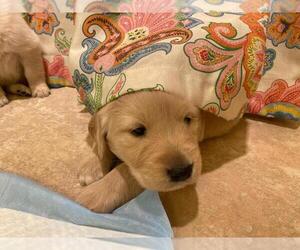 Golden Retriever Puppy for sale in CHATSWORTH, CA, USA