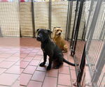 Small #3 American Pit Bull Terrier Mix