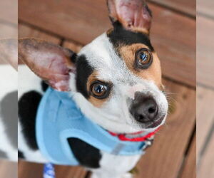 Rat Terrier-Unknown Mix Dogs for adoption in Mundelein, IL, USA