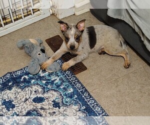 Texas Heeler Puppy for sale in LAURENS, SC, USA