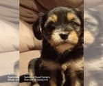 Small #17 Aussie-Corgi-Cavalier King Charles Spaniel Mix