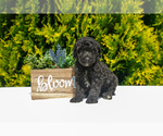 Puppy Midnight Poodle (Standard)