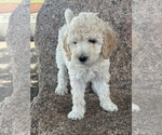 Small #5 Poodle (Standard)