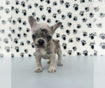 Small Photo #2 French Bulldog Puppy For Sale in WINTER GARDEN, FL, USA