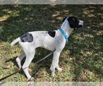 Small Photo #41 German Shorthaired Pointer Puppy For Sale in MCKINNEY, TX, USA