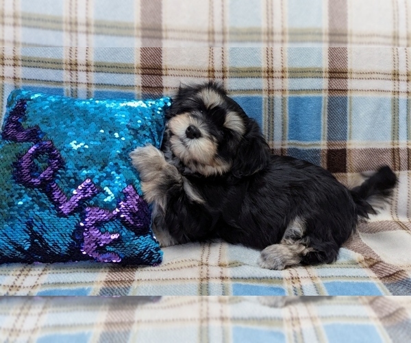 Medium Photo #4 Havanese Puppy For Sale in POST FALLS, ID, USA