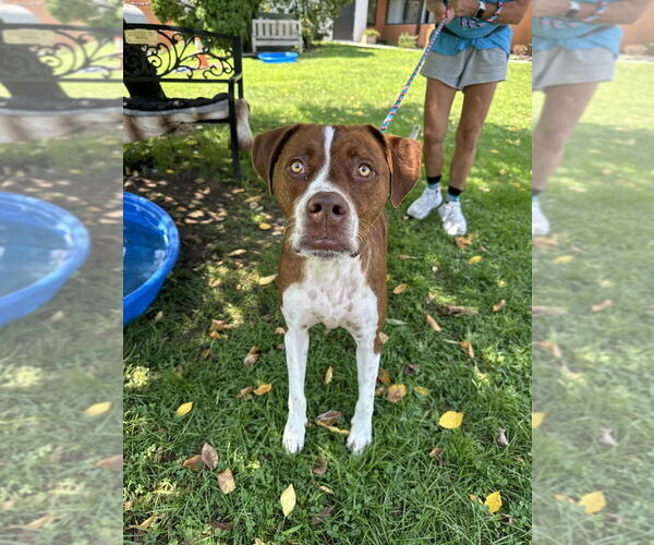 Medium Photo #4 Boxador Puppy For Sale in Elmsford, NY, USA