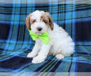 Cavapoo (Miniature) Puppy for sale in LAKELAND, FL, USA