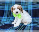 Dexter - Male Cavapoo (Miniature) Puppy for Sale - Small photo