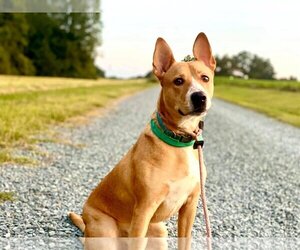 Basenji-Border Collie Mix Dogs for adoption in Greensboro, NC, USA