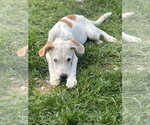 Small Photo #5 Labrador Retriever-Unknown Mix Puppy For Sale in Sandy, UT, USA