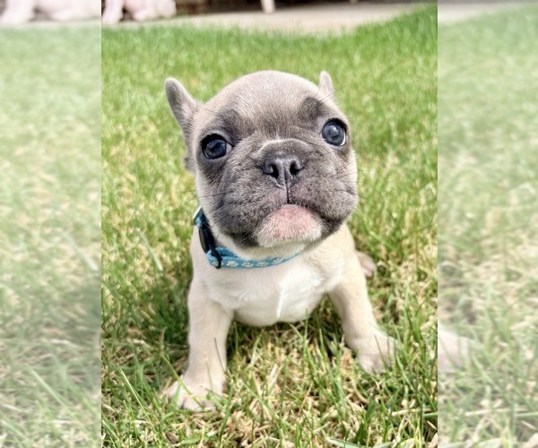 Medium Photo #1 French Bulldog Puppy For Sale in CANYON, TX, USA