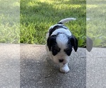 Small #3 Cavachon