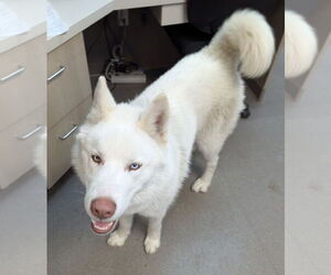 Siberian Husky Dogs for adoption in La Porte, IN, USA