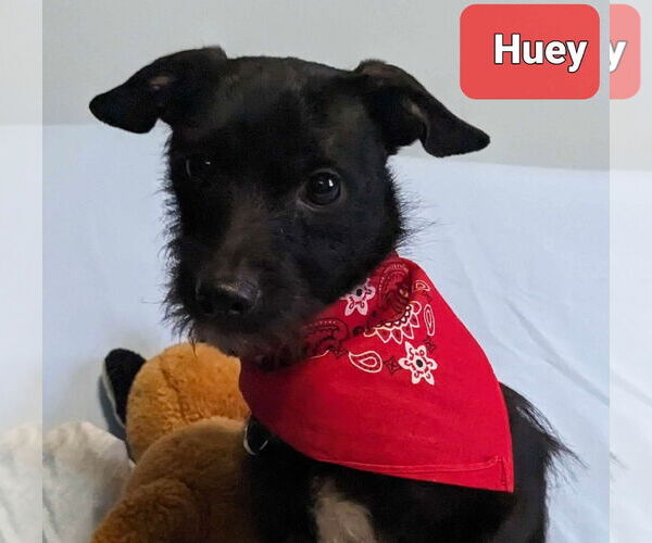 Medium Photo #3 Chihuahua-Unknown Mix Puppy For Sale in Crystal, MN, USA