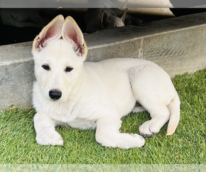 German Shepherd Dog Puppy for sale in DEL MAR, CA, USA