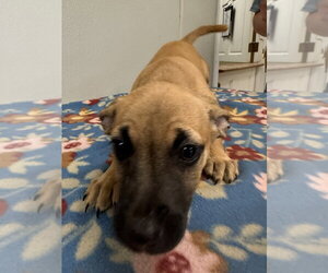 Bobbie Jo - Female Chihuahua-Unknown Mix Dog for Adoption - Photo #2