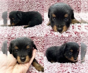 Miniature Australian Shepherd Puppy for sale in BROOKER, FL, USA