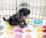 Willow - Female Cavapoo (Miniature)-Poodle (Toy) Mix Puppy for Sale - Small photo