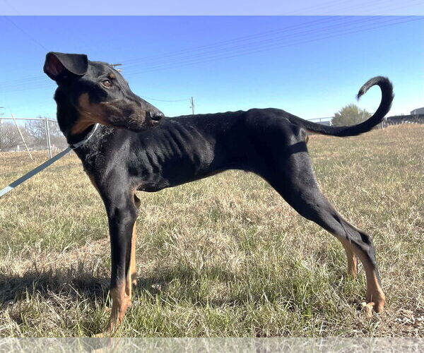 Medium Photo #12 Doberman Pinscher Puppy For Sale in Boonton, NJ, USA