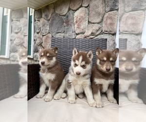 Siberian Husky Puppy for sale in EAST HERKIMER, NY, USA