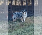 Small #7 Australian Shepherd