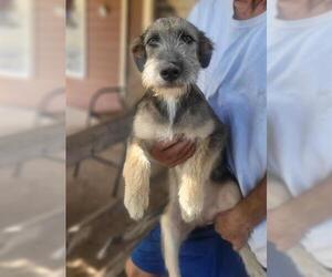 Mutt Dogs for adoption in San Antonio, TX, USA