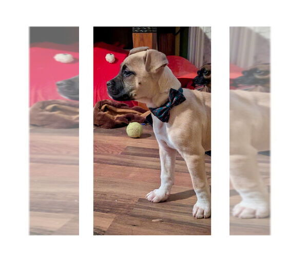 Medium Photo #10 Mutt Puppy For Sale in Mooresville, NC, USA