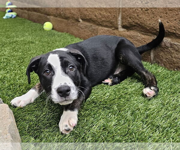 Medium Photo #2 German Shepherd Dog-Unknown Mix Puppy For Sale in Mission Viejo, CA, USA