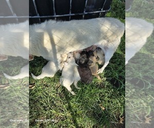 German Shepherd Dog Litter for sale in COLONY, KS, USA