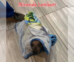 Small #17 Dachshund