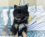 Small Photo #1 Pomeranian Puppy For Sale in NEW PORT RICHEY, FL, USA