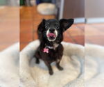 Small #4 Chihuahua Mix