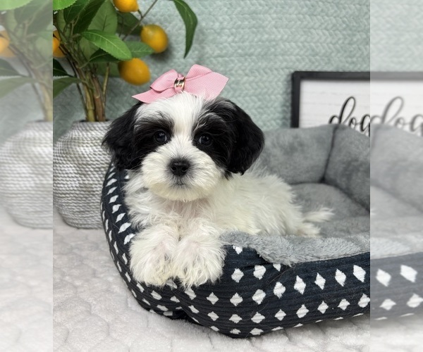Medium Photo #4 Maltipoo (Toy) Puppy For Sale in FRANKLIN, IN, USA