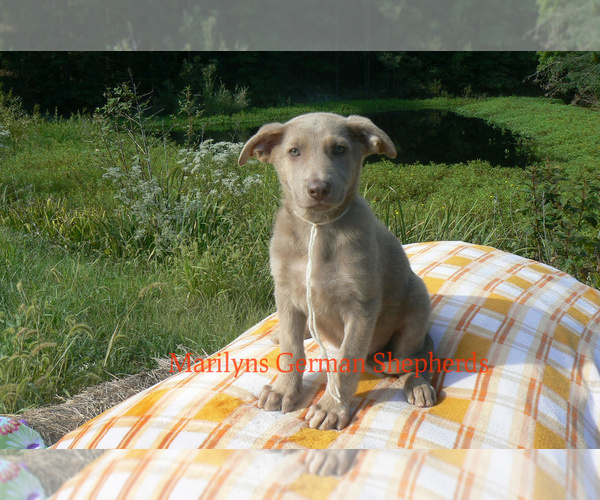 Medium Photo #2 German Shepherd Dog Puppy For Sale in PIEDMONT, MO, USA