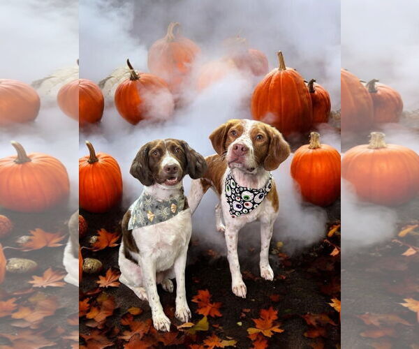 Medium Photo #5 Brittany Puppy For Sale in Curwensville, PA, USA