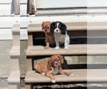 Small #4 Cavalier King Charles Spaniel