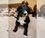 Small Photo #8 Bordoodle Puppy For Sale in FREDERICKTOWN, OH, USA