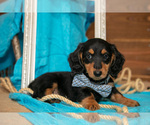 Puppy Benjamin Dachshund
