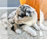 Small #3 Australian Shepherd