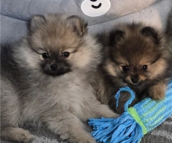 Medium Photo #4 Pomeranian Puppy For Sale in MENIFEE, CA, USA