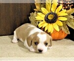 Puppy 4 Cavalier King Charles Spaniel-Jack Russell Terrier Mix