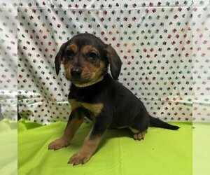 Mutt Dogs for adoption in New Oxford , PA, USA